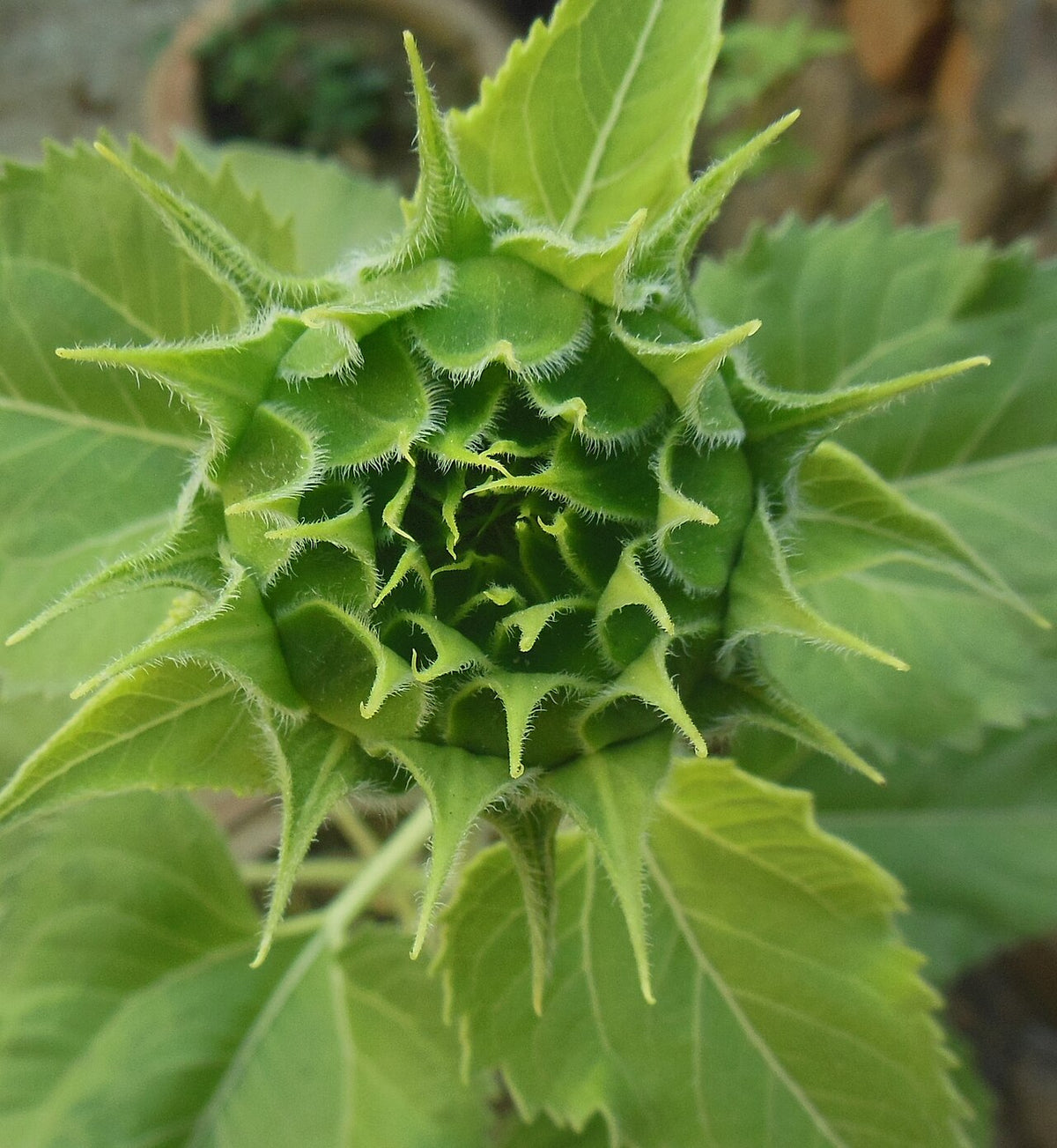Sunflowers (Helianthus annuus) - live plant from Wade Greens