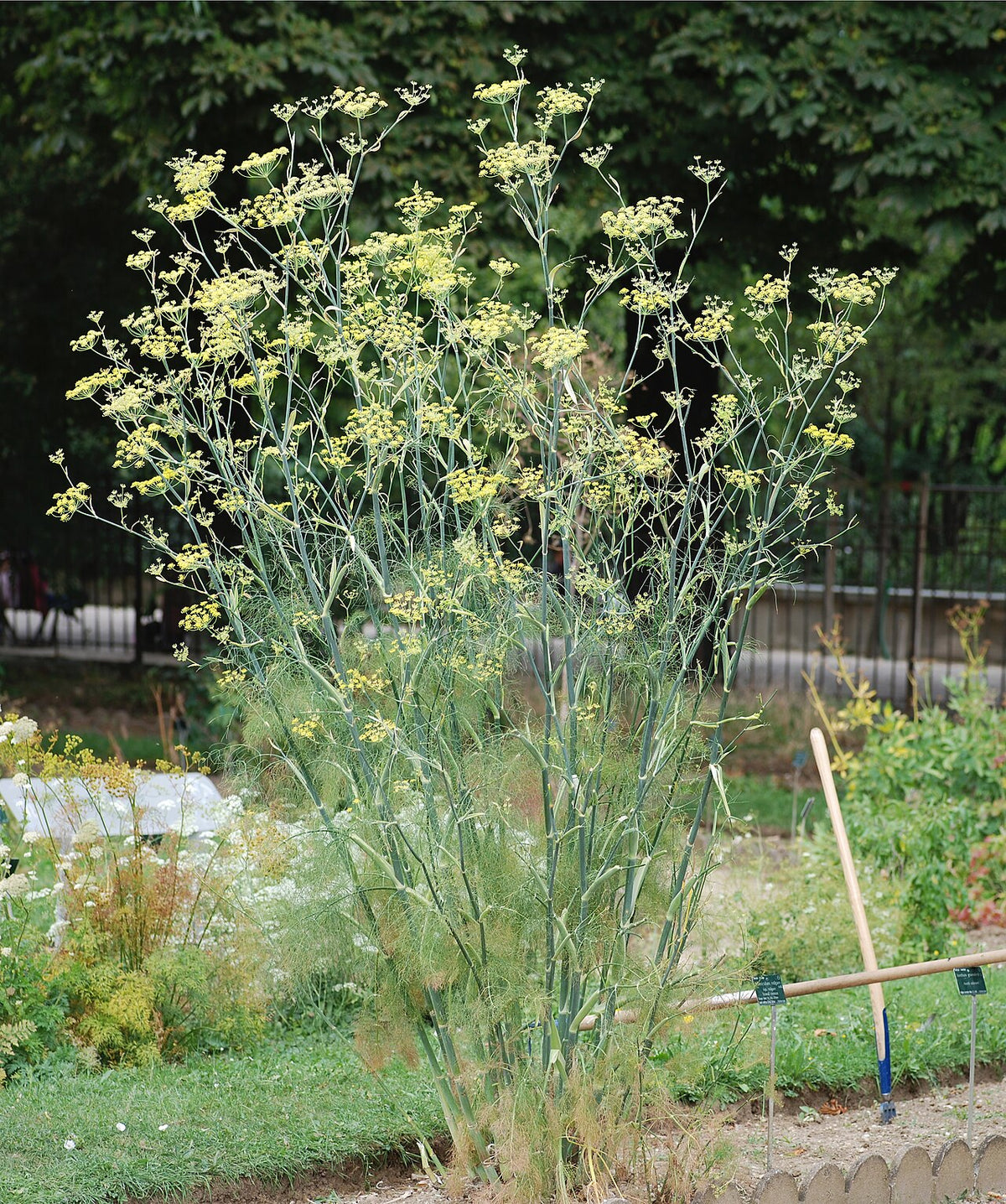 Fennel Live Herb Plant — photo: Alvesgaspar, CC BY-SA 3.0, via Wikimedia Commons