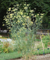 Fennel Live Herb Plant — photo: Alvesgaspar, CC BY-SA 3.0, via Wikimedia Commons