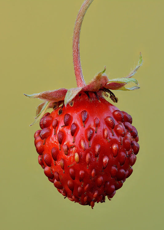 Fresh Strawberries grown in Alabama by Wade Greens