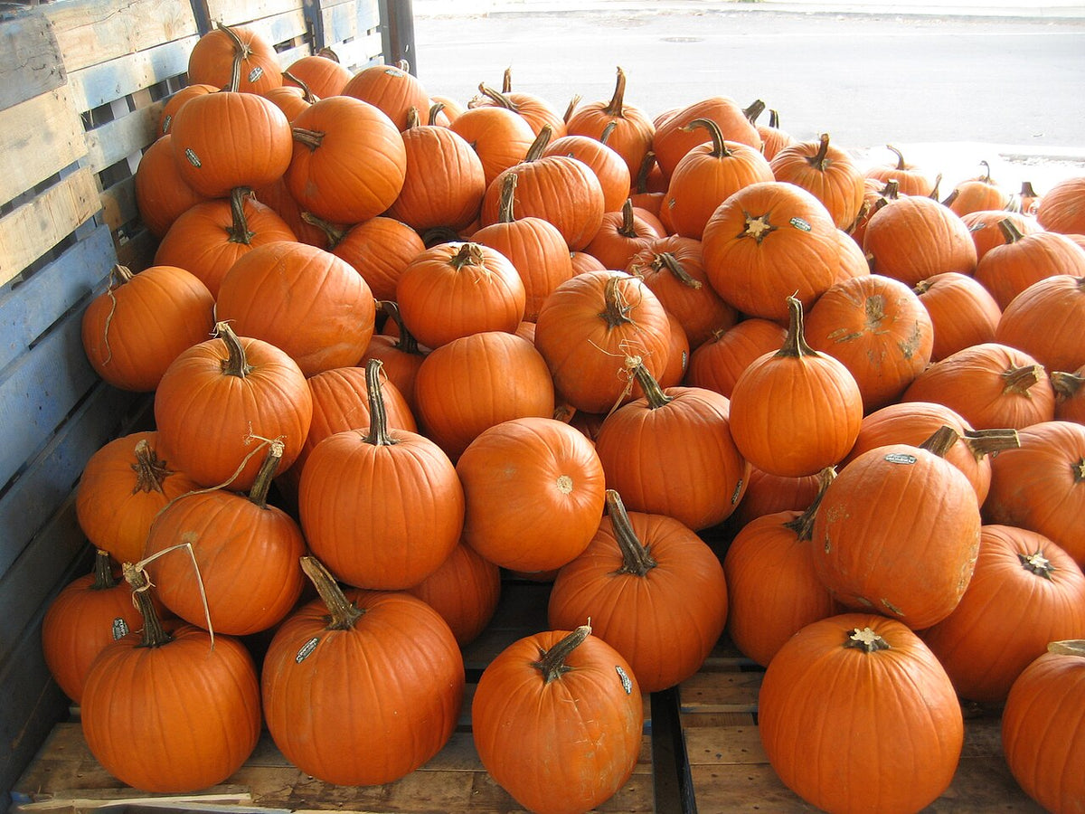 Pumpkin Starter Plant — photo: Infrogmation of New Orleans, CC BY-SA 3.0, via Wikimedia Commons