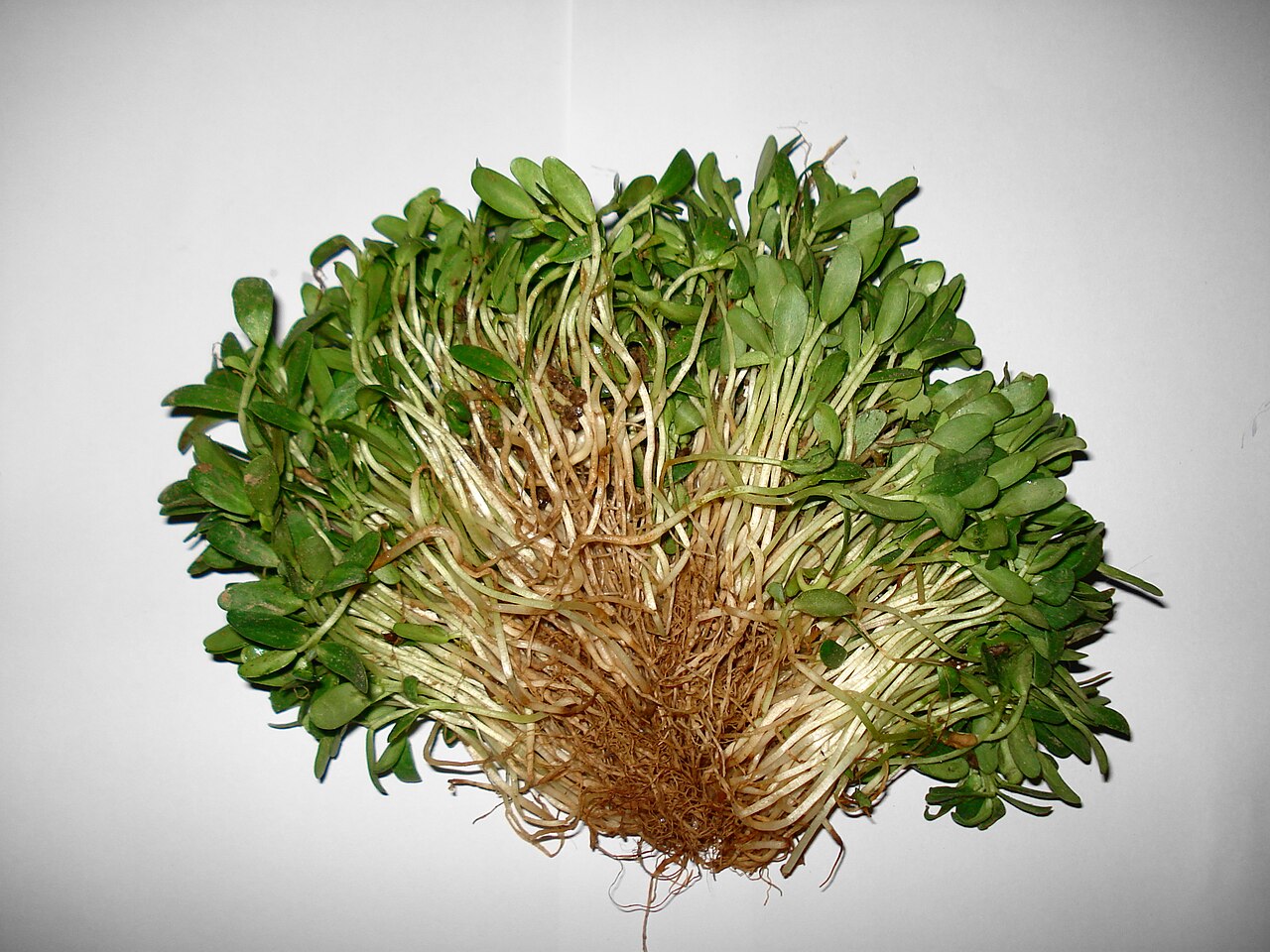 Fenugreek Microgreens — photo: Miansari66, CC BY 3.0, via Wikimedia Commons