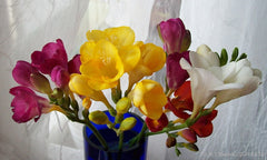 Freesia Corms (Freesia) — live plant from Wade Greens