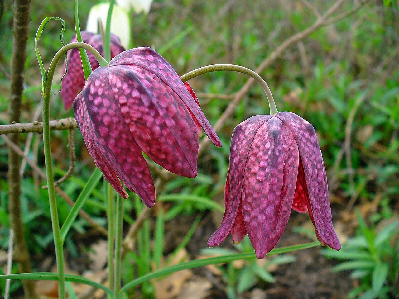 Fritillaria Bulbs (Fritillaria) — live plant from Wade Greens