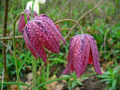 Fritillaria Bulbs (Fritillaria) — live plant from Wade Greens