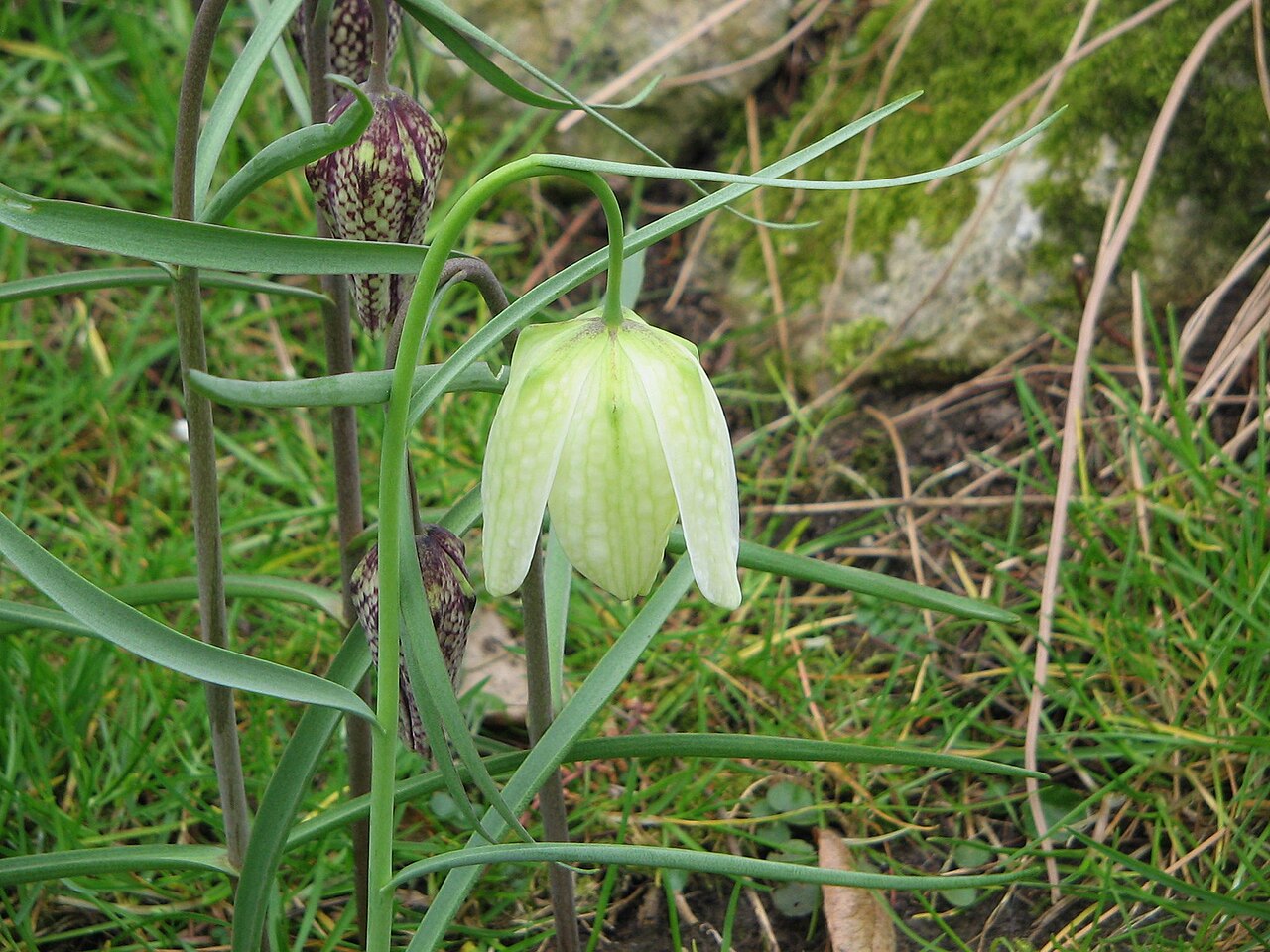 Fritillaria Bulbs (Fritillaria) — live plant from Wade Greens