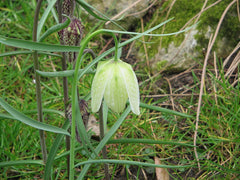 Fritillaria Bulbs (Fritillaria) — live plant from Wade Greens