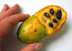 Pawpaw Tree Sapling (Asimina triloba) — live plant from Wade Greens