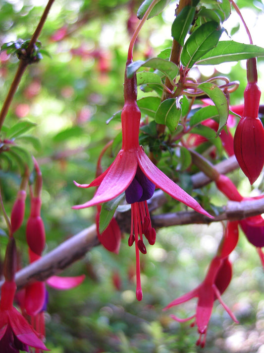 Fuchsia flower, pendant two-tone pink and purple bloom. Photo: Gagea, CC BY-SA 3.0, via Wikimedia Commons.