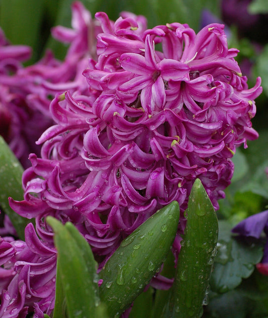 Hyacinth Bulbs (Hyacinthus orientalis) - live plant from Wade Greens