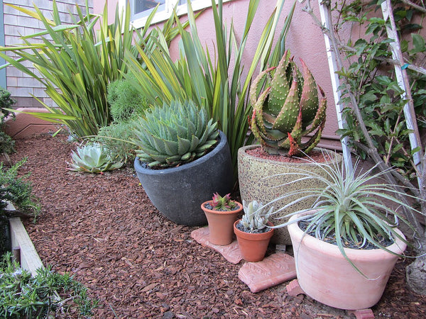Aloe (Assorted) Succulent — photo: Akos Kokai, CC BY 2.0, via Wikimedia Commons