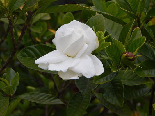 Gardenia Shrub — photo: Adriel anv00, CC BY-SA 4.0, via Wikimedia Commons
