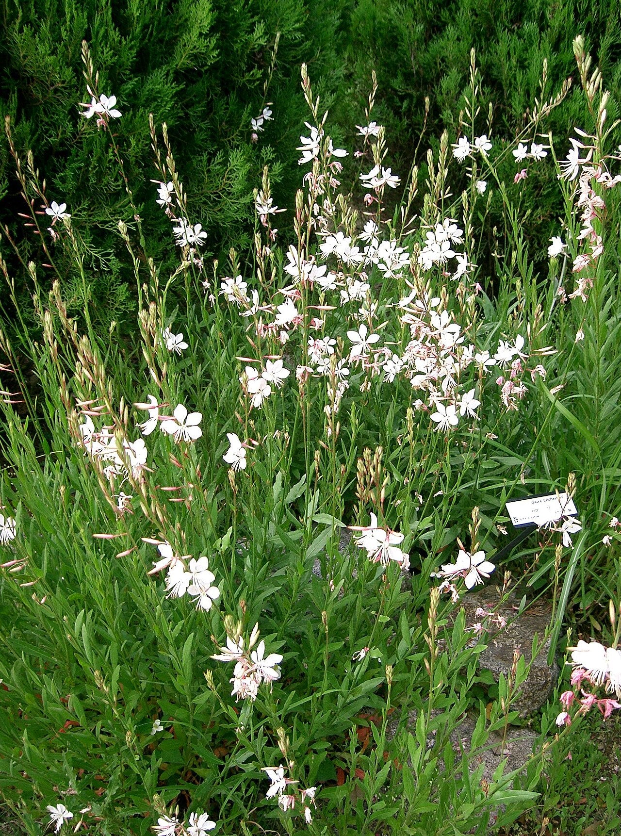 Gaura (Whirling Butterflies) (Oenothera lindheimeri) — live plant from Wade Greens