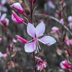 Gaura (Whirling Butterflies) (Oenothera lindheimeri) — live plant from Wade Greens
