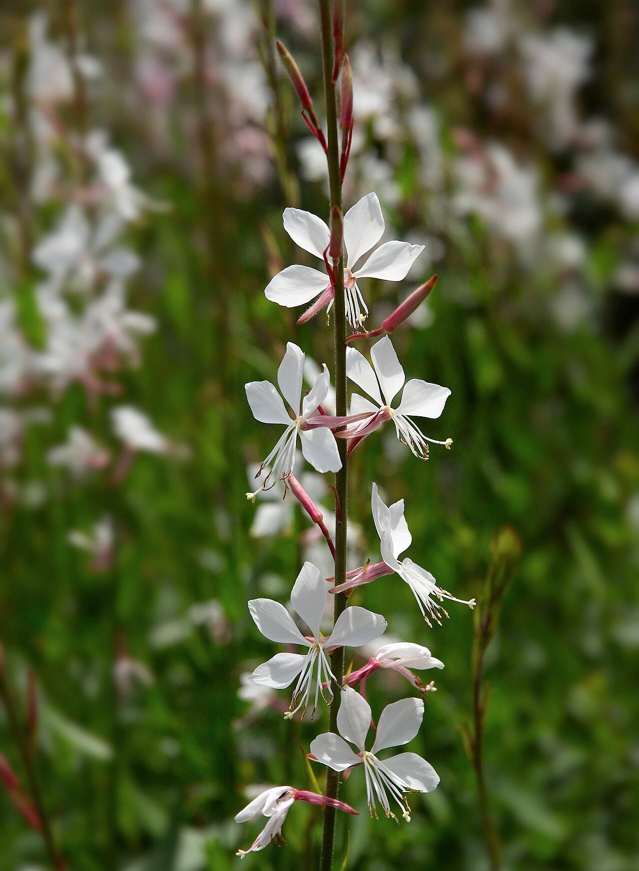 Gaura (Whirling Butterflies) (Oenothera lindheimeri) — live plant from Wade Greens