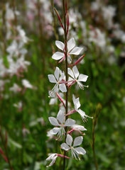 Gaura (Whirling Butterflies) (Oenothera lindheimeri) — live plant from Wade Greens