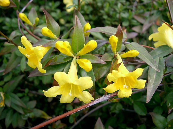Carolina Jessamine Shrub — photo: KENPEI, CC BY-SA 3.0, via Wikimedia Commons