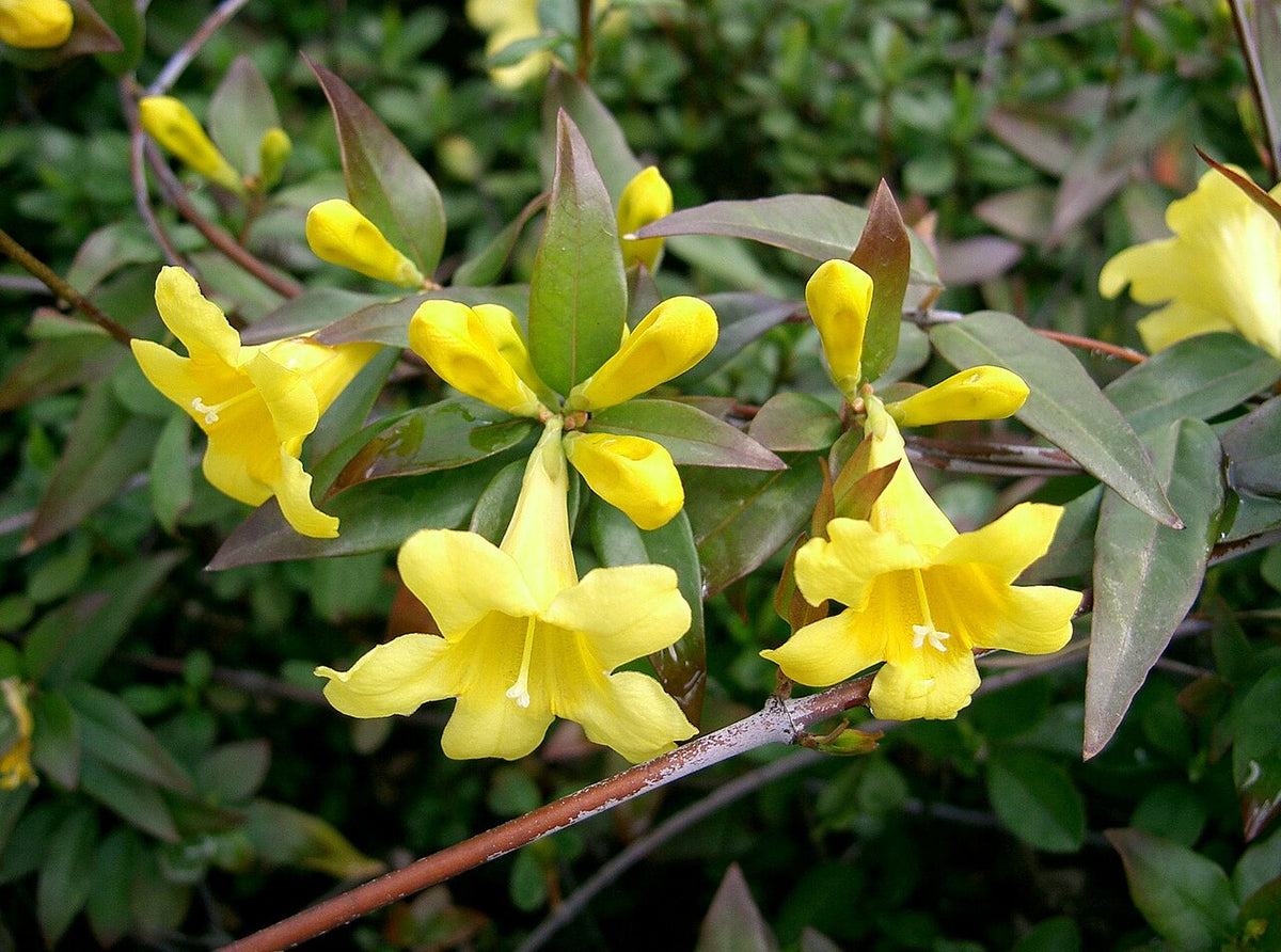Carolina Jessamine Shrub — photo: KENPEI, CC BY-SA 3.0, via Wikimedia Commons