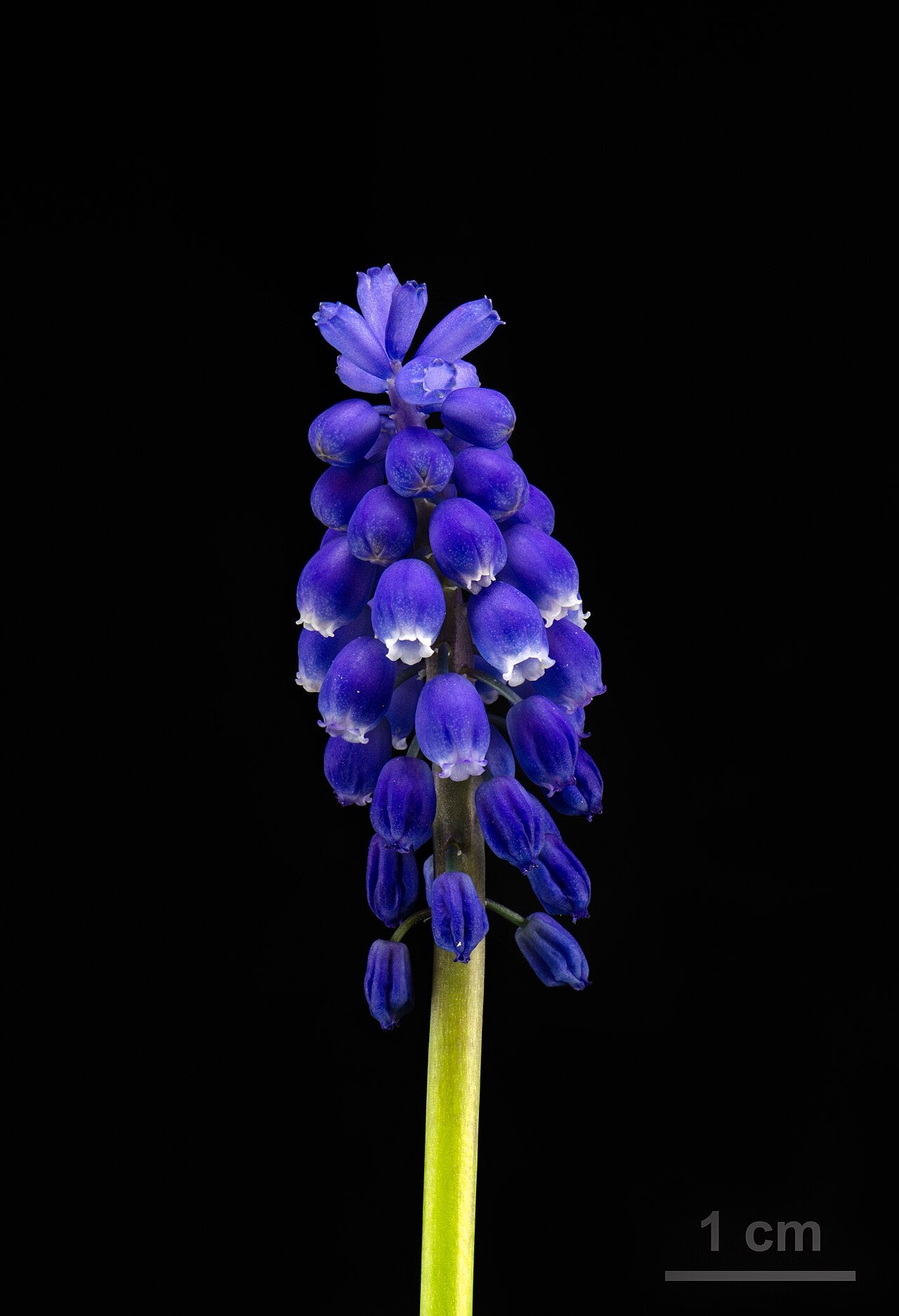Muscari (Grape Hyacinth) Bulbs (Muscari) — live plant from Wade Greens