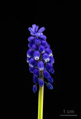 Muscari (Grape Hyacinth) Bulbs (Muscari) — live plant from Wade Greens