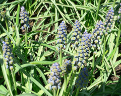 Muscari (Grape Hyacinth) Bulbs (Muscari) — live plant from Wade Greens