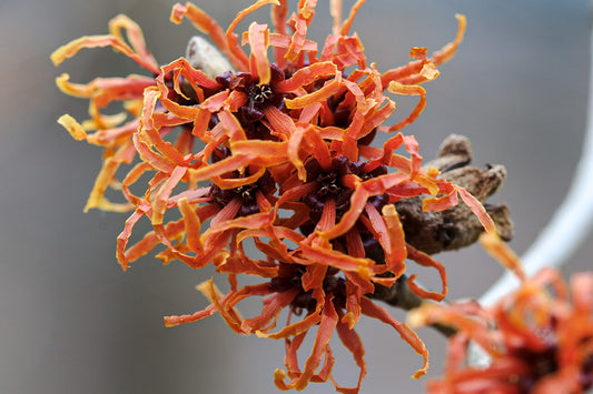 Witch Hazel Shrub — photo: Bootleg bird, CC BY 4.0, via Wikimedia Commons