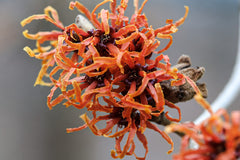 Witch Hazel Shrub — photo: Bootleg bird, CC BY 4.0, via Wikimedia Commons