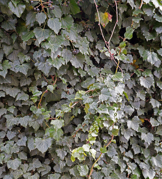 English Ivy (Hedera helix) lobed trailing foliage. Photo: Commonists, CC BY-SA 4.0, via Wikimedia Commons.