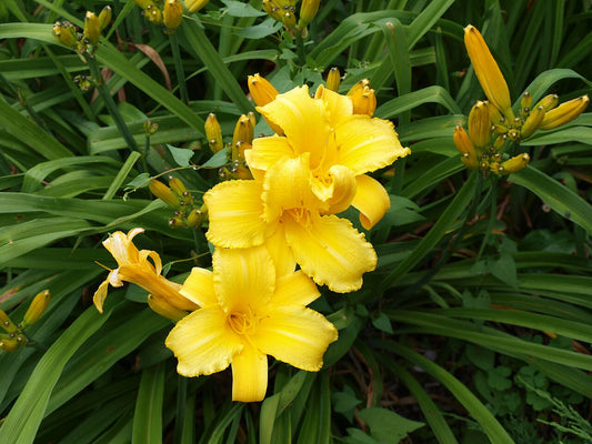 Daylily Bare-Root Fan Division (Hemerocallis) - live plant from Wade Greens