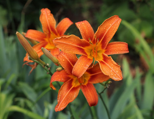 Daylily Bare-Root Fan Division (Hemerocallis) - live plant from Wade Greens