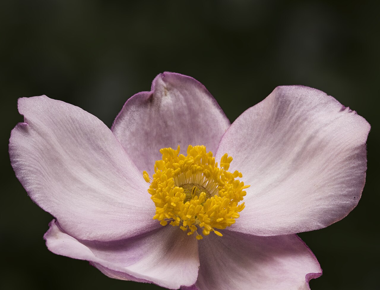 Japanese Anemone (Anemone hupehensis) — live plant from Wade Greens