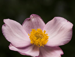 Japanese Anemone (Anemone hupehensis) — live plant from Wade Greens
