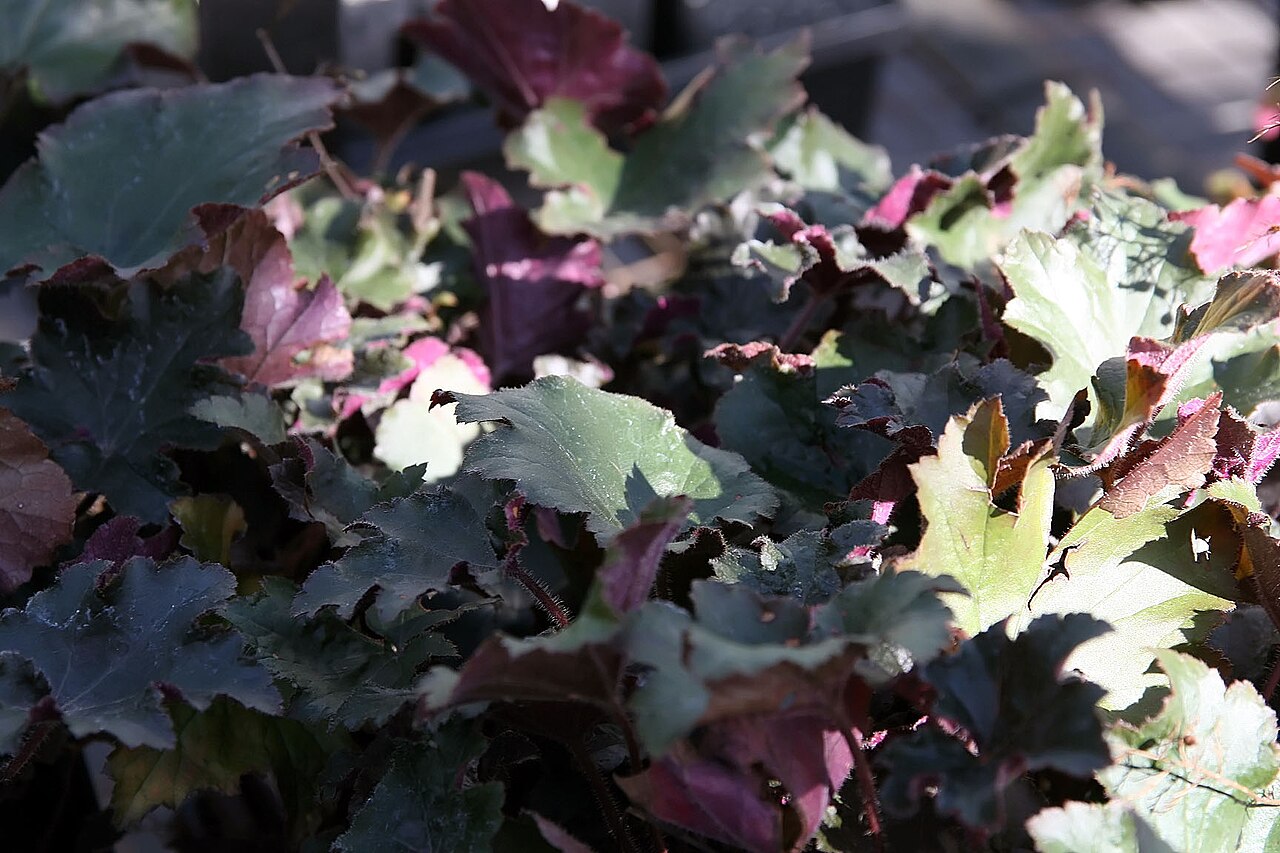 Heuchera (Coral Bells) (Heuchera) — live plant from Wade Greens