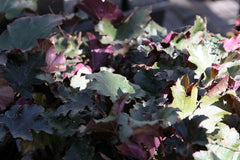 Heuchera (Coral Bells) (Heuchera) — live plant from Wade Greens