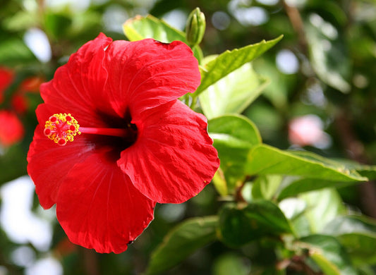 Tropical Hibiscus - Patio Plant — photo: Andy / Andrew Fogg from near Cambridge, UK, CC BY 2.0, via Wikimedia Commons
