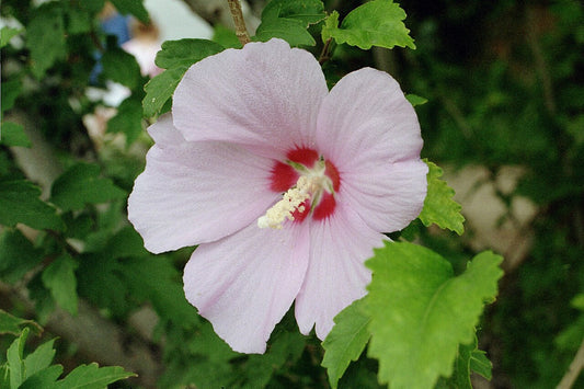 Rose of Sharon Shrub — photo: Eric Kounce TexasRaiser, CC BY-SA 3.0, via Wikimedia Commons