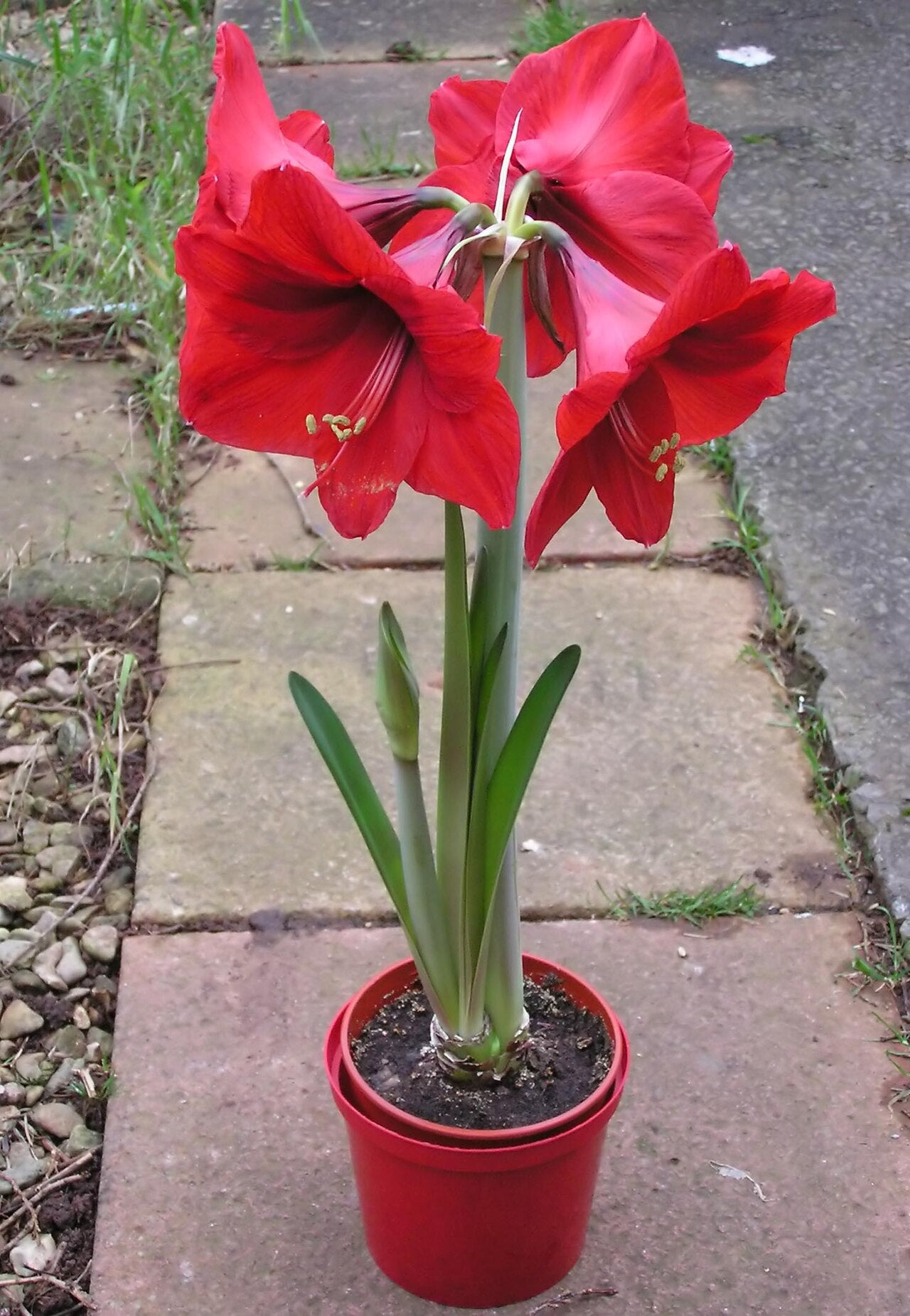 Amaryllis (Hippeastrum) Bulb (Hippeastrum) — live plant from Wade Greens