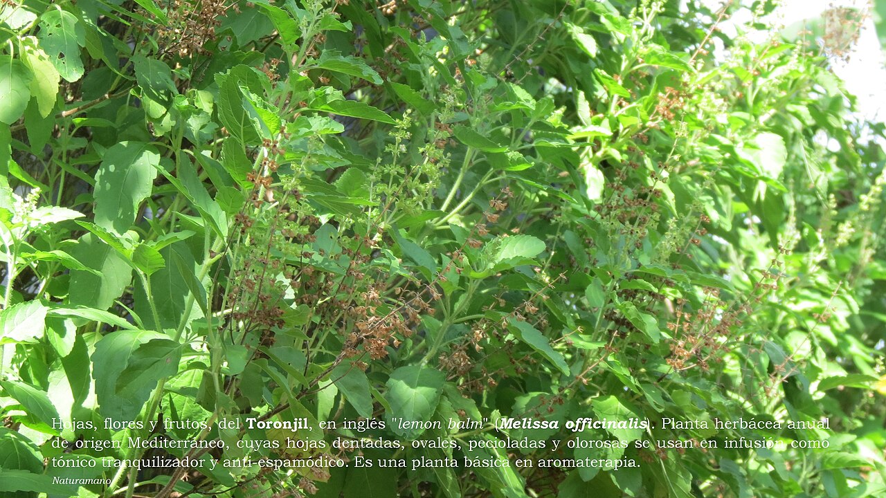 Lemon Balm (Melissa officinalis) live herb plant from Wade Greens
