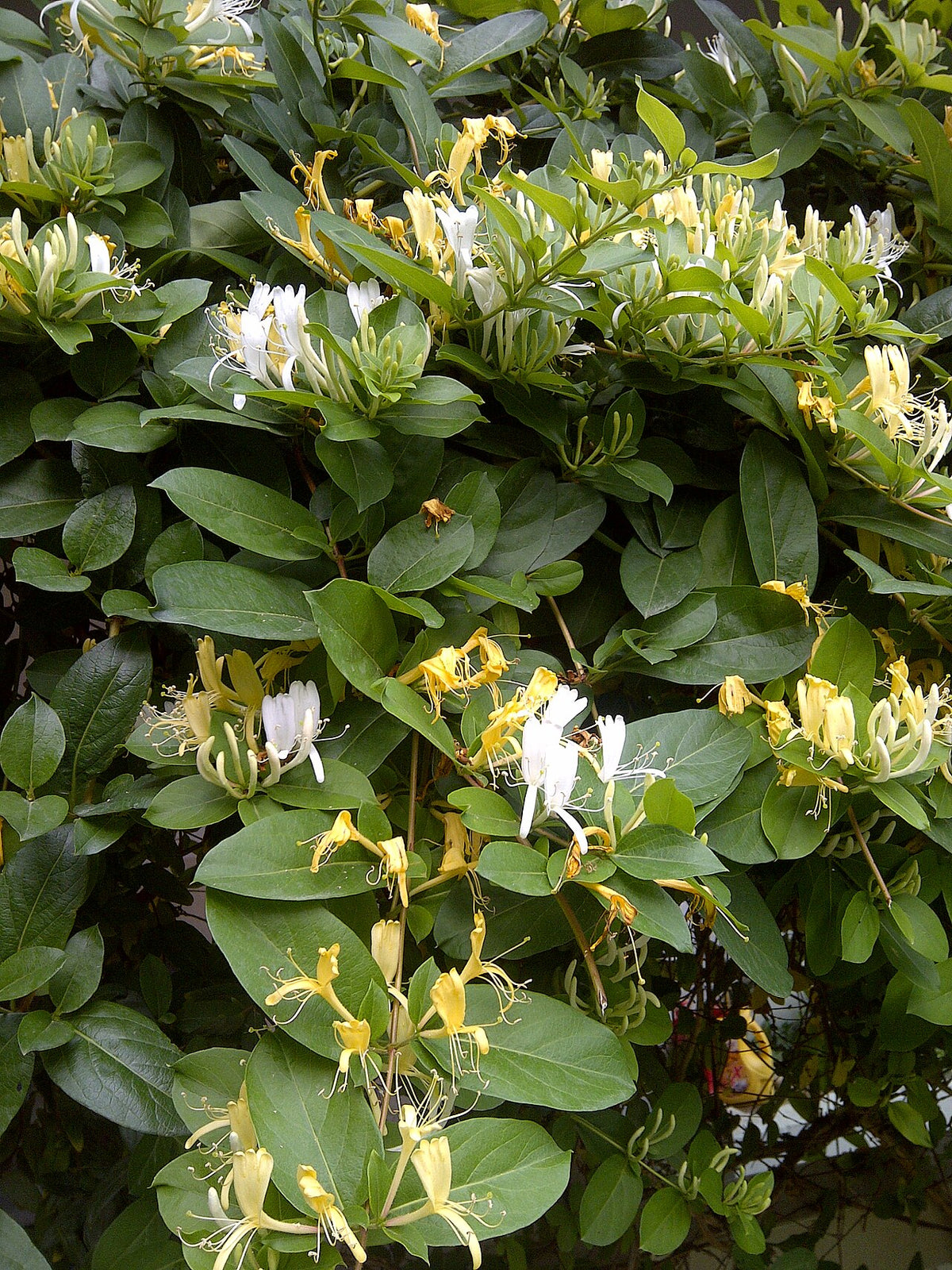 Honeysuckle Edible Flowers — photo: Aftabbanoori, CC BY-SA 3.0, via Wikimedia Commons