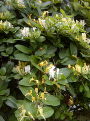 Honeysuckle Edible Flowers — photo: Aftabbanoori, CC BY-SA 3.0, via Wikimedia Commons