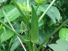 Okra Starter Plant — photo: Earth100, CC BY-SA 3.0, via Wikimedia Commons