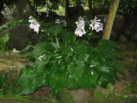 Hosta Bare-Root Division (Hosta) - live plant from Wade Greens