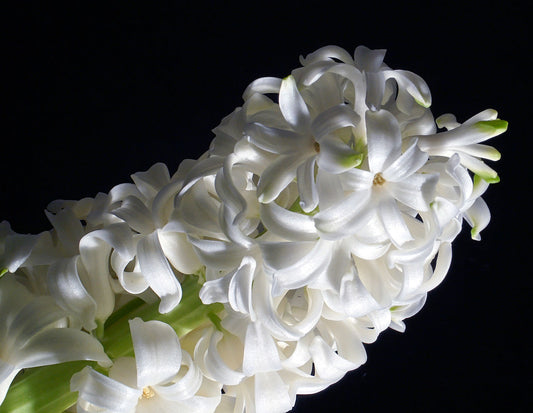 Hyacinth Bulbs (Hyacinthus orientalis) - live plant from Wade Greens