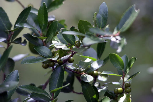 Yaupon Holly (Ilex vomitoria) glossy evergreen leaves with scarlet berries. Photo: David J. Stang, CC BY-SA 4.0, via Wikimedia Commons.