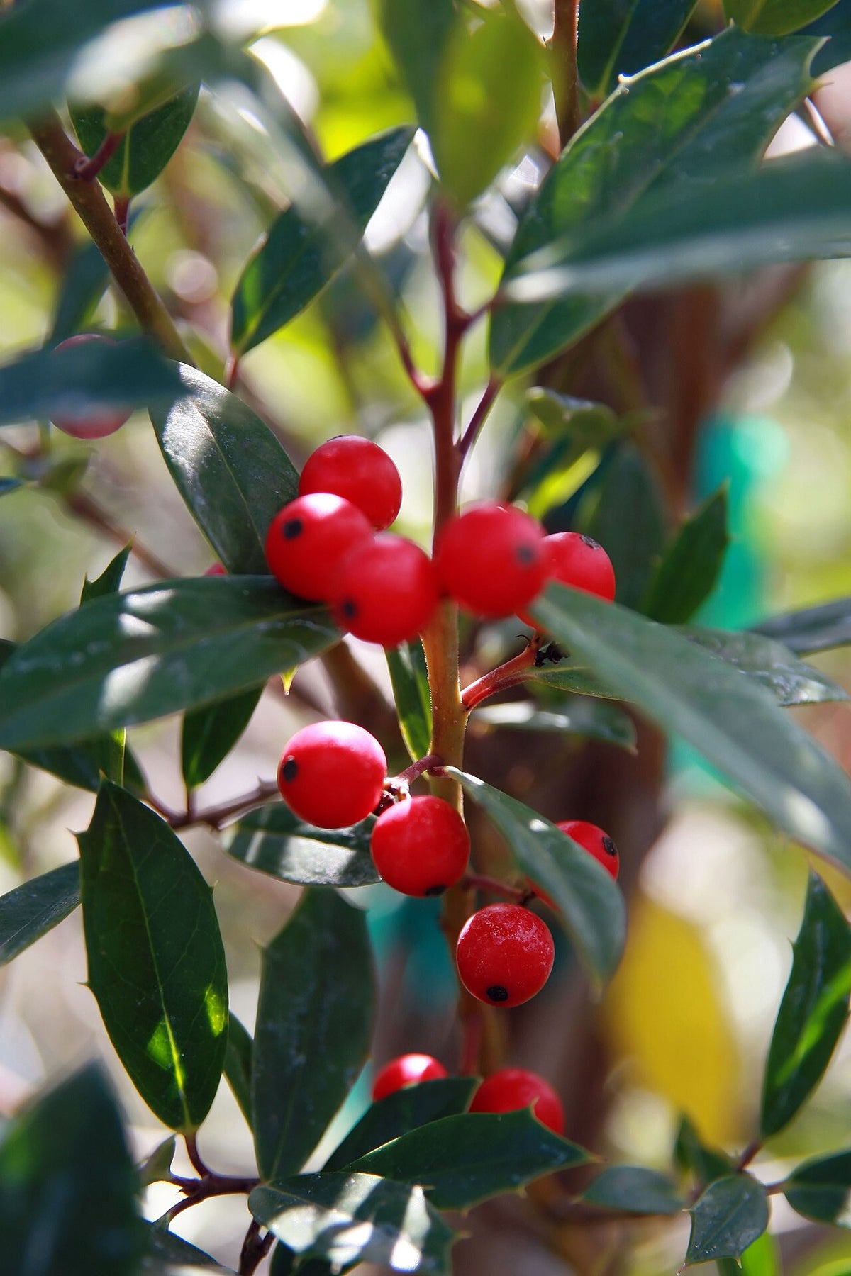 Holly 'Nellie Stevens' Tree — photo: Photo by David J. Stang, CC BY-SA 4.0, via Wikimedia Commons