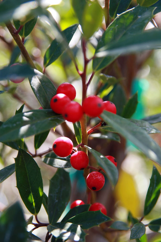 Holly 'Nellie Stevens' Tree — photo: Photo by David J. Stang, CC BY-SA 4.0, via Wikimedia Commons