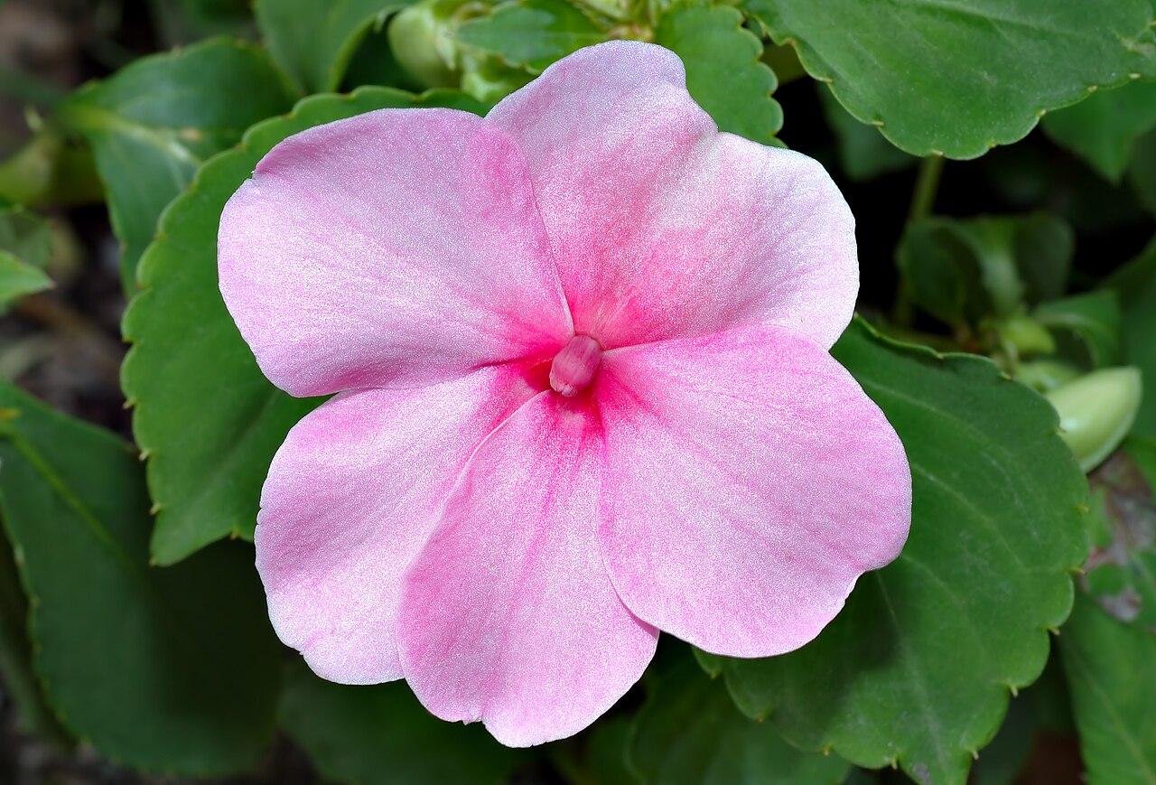 SunPatiens / Impatiens (Impatiens) — live plant from Wade Greens