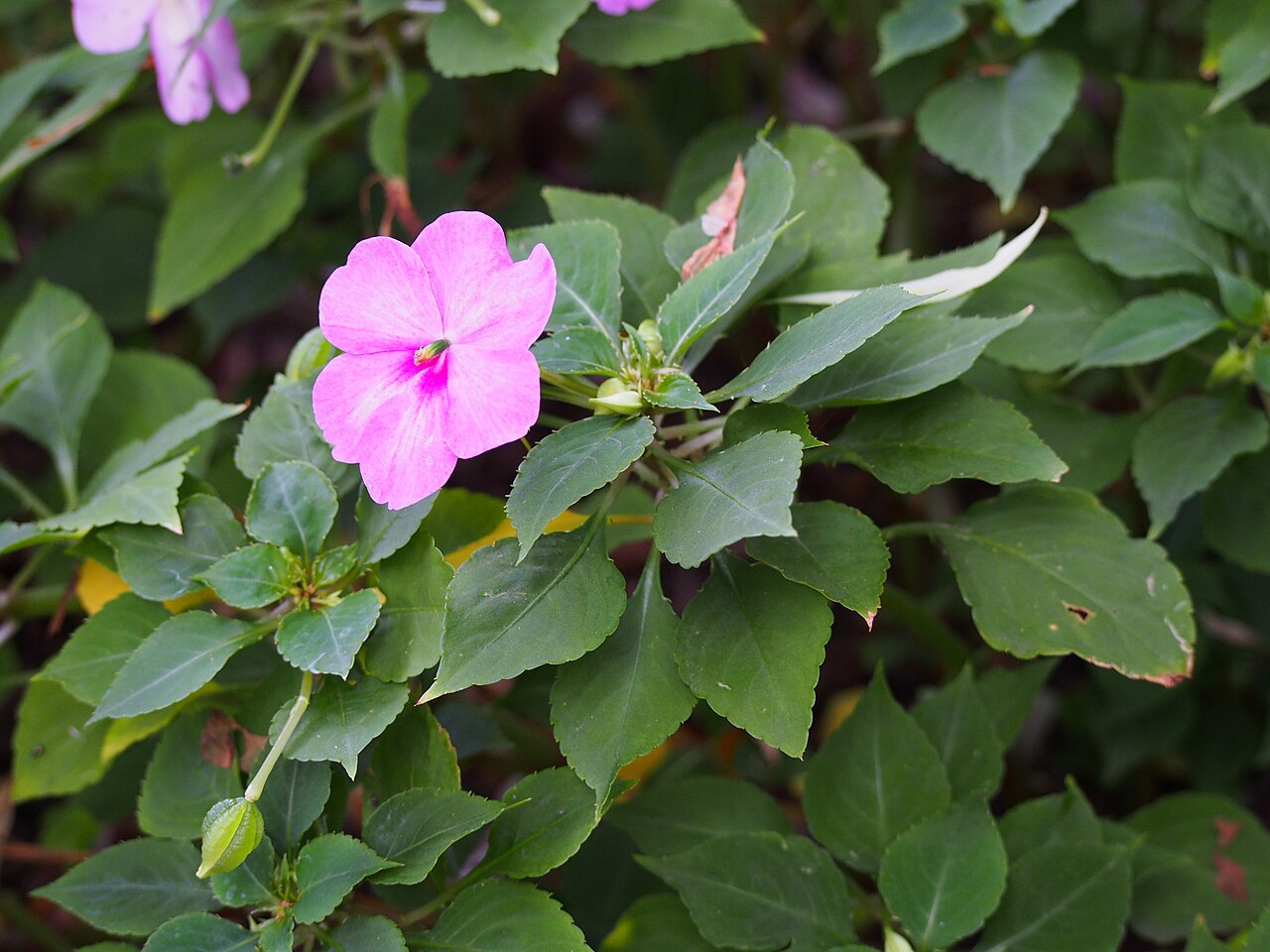 SunPatiens / Impatiens (Impatiens) — live plant from Wade Greens