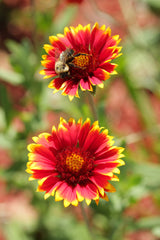 Gaillardia (Blanket Flower) (Gaillardia) — live plant from Wade Greens