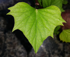 Ornamental Sweet Potato Vine (Ipomoea batatas) — live plant from Wade Greens